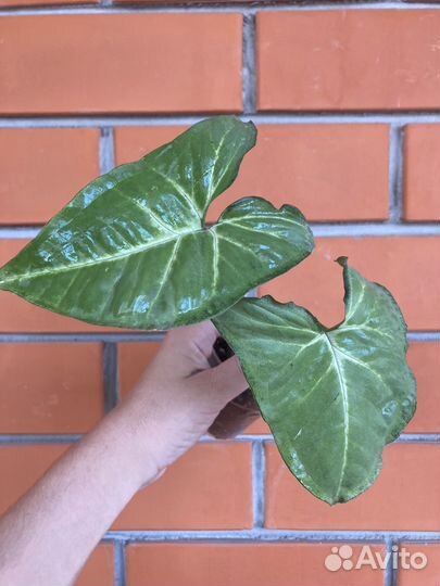 Сингониум Баттерфляй