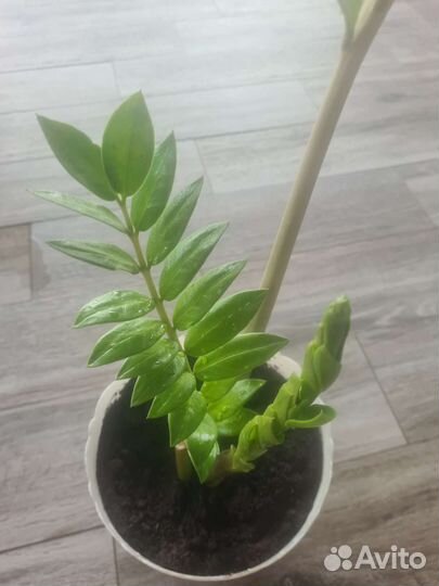 Замиокулькас