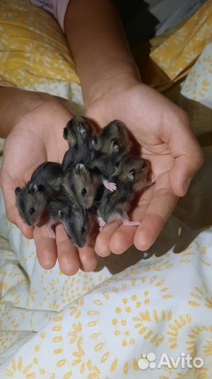 Джунгарский хомяк бесплатно