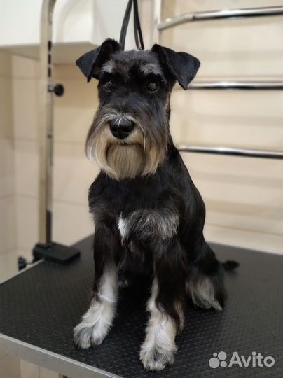 Стрижка животных на Макаренко