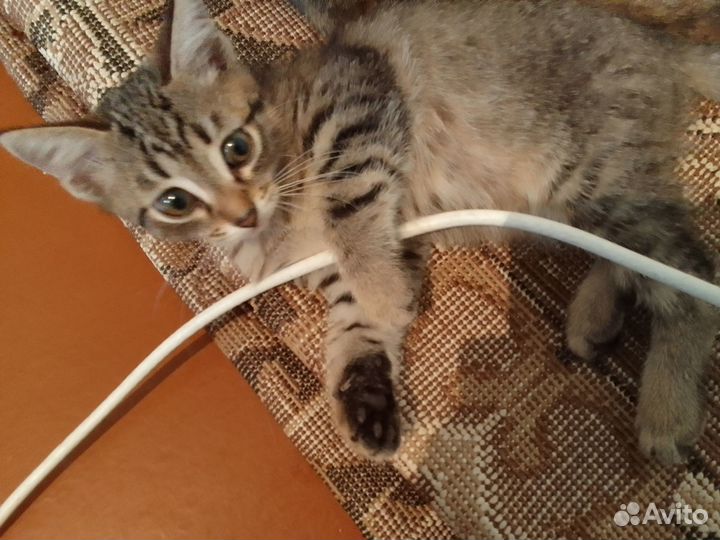Отдам кота в добрые руки