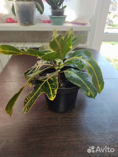 Комнатные цветы кротон, антуриум, и др