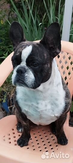Французский бульдог кобель вязка
