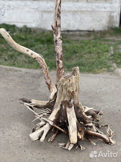 Коряги дрифтвуд