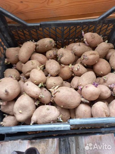 Семенной картофель