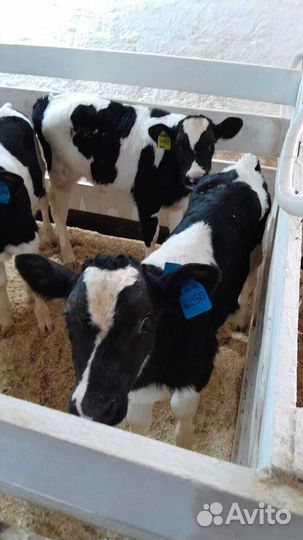 Телята бычки телки быстрая доставка