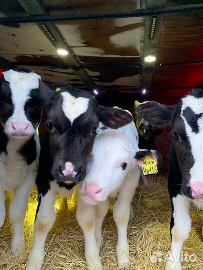 Телята бычки