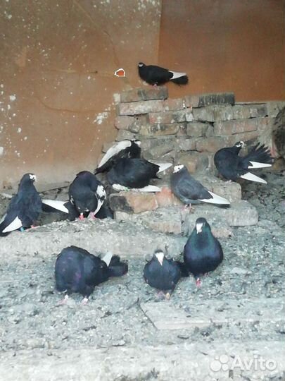 Продажа голубей