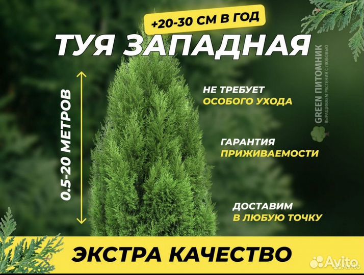 Туя смарагд 2 метра