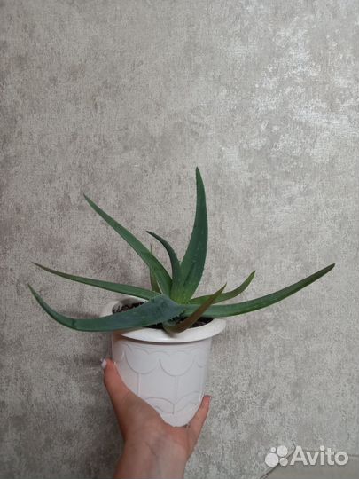 Аихризон/Алоэ