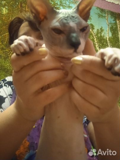 Сфинкс вязка