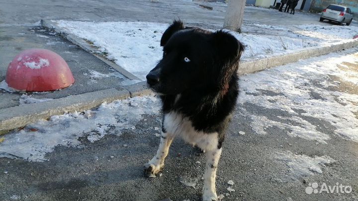 Пёс с разными глазами