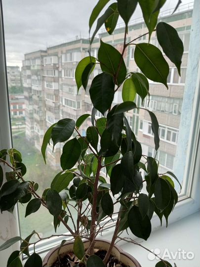 Продам цветы комнатные