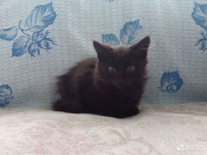 Малышка в дар