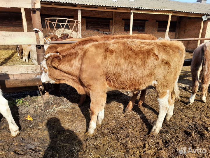 Сементалы 4 месяцев