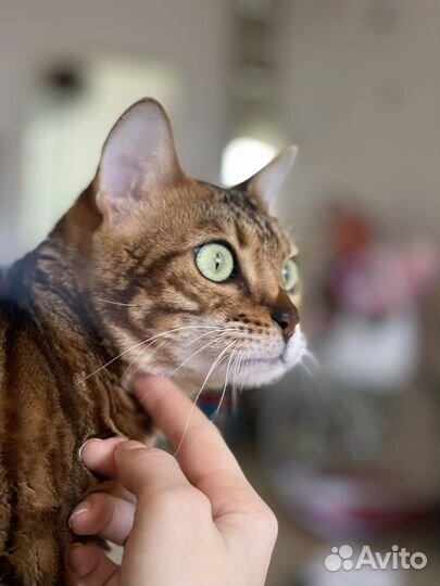 Кот в аренду для фотосесии / Бенгал в аренду