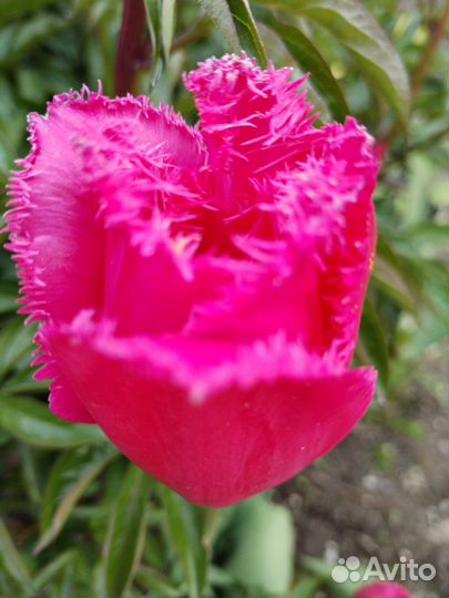 Луковицы тюльпанов