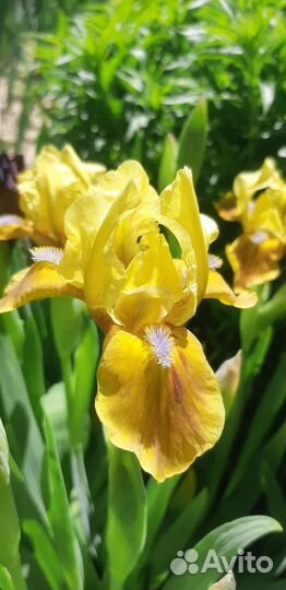 Ирис бордюрный (карликовый)