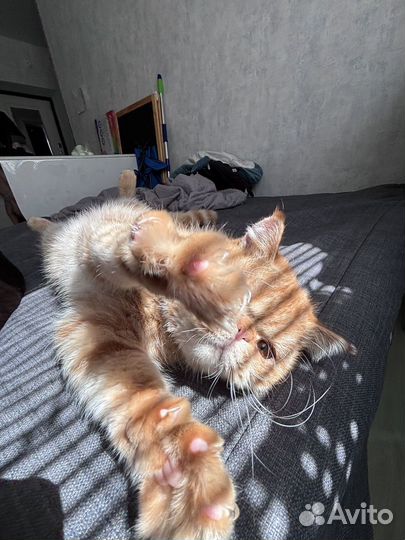 Котята экзоты