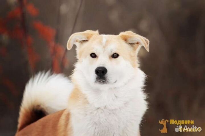 Шанхай, возраст 1 год в поисках дома