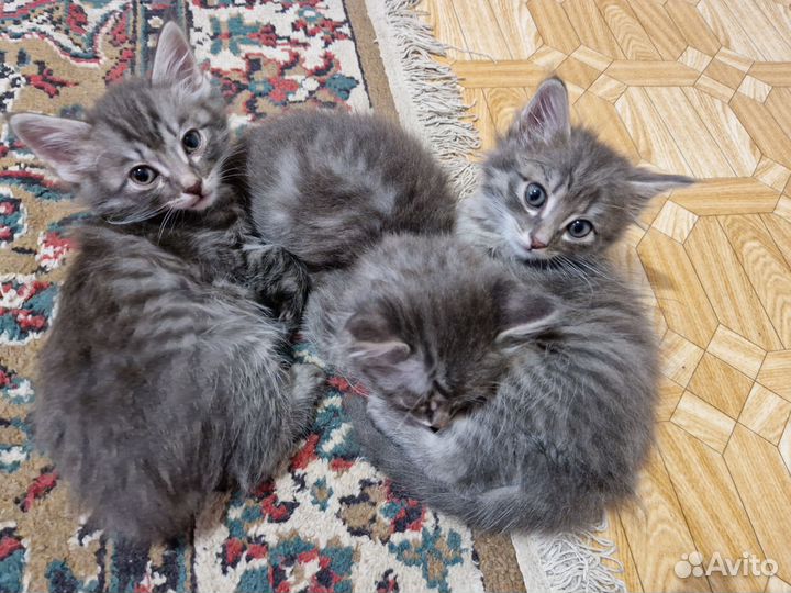 Домашние животные котята
