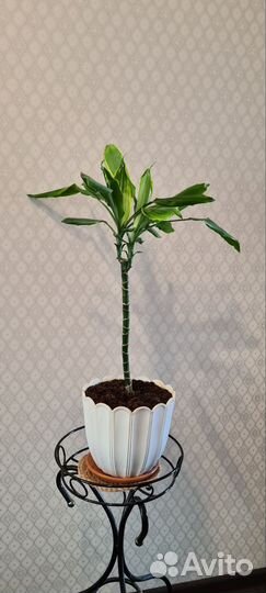 Пальма Юкка