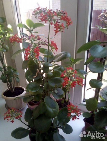 Комнатные растения