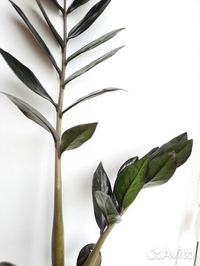 Замиокулькас черный равен