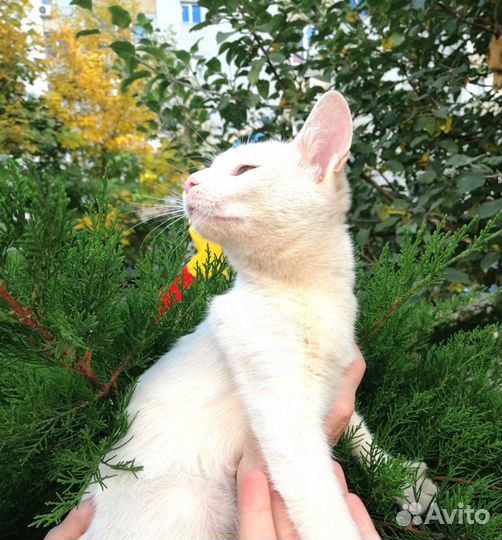 Котёнок белый девочка с разноцветными глазками