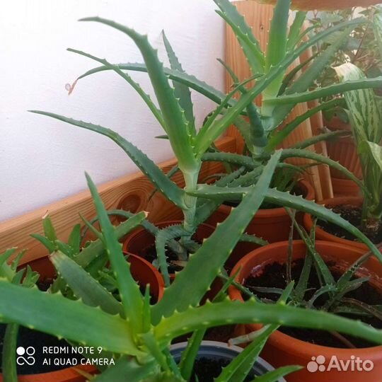 Алоэ лекарственный