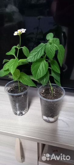 Комнатные цветы