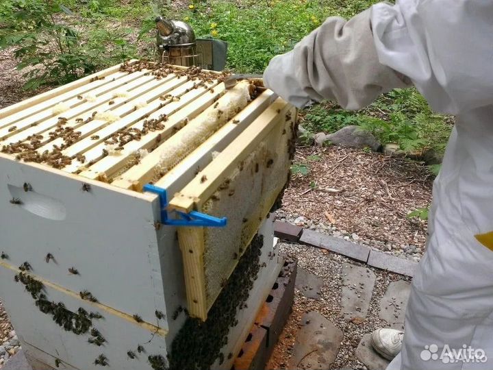 Комплект держателей - крючков для пчелиной рамки
