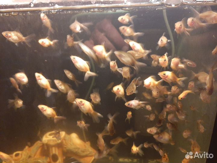 Золотые рыбки, сомики анциструс