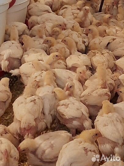 Цыплята бройлеры кобб 500