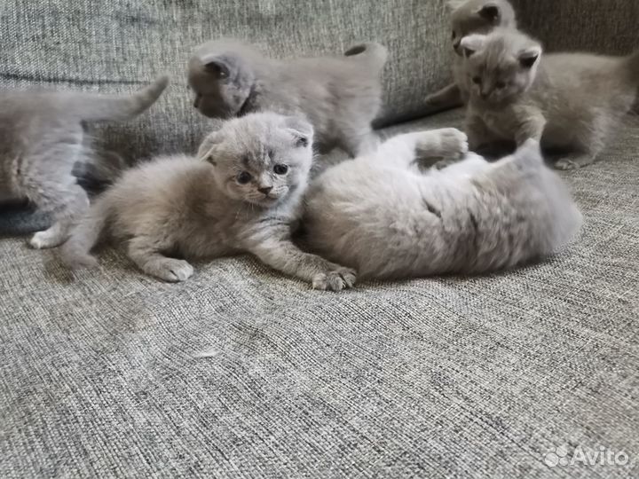 Шотландские котята