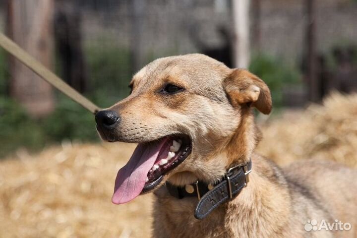 Пряник ищет добрую семью