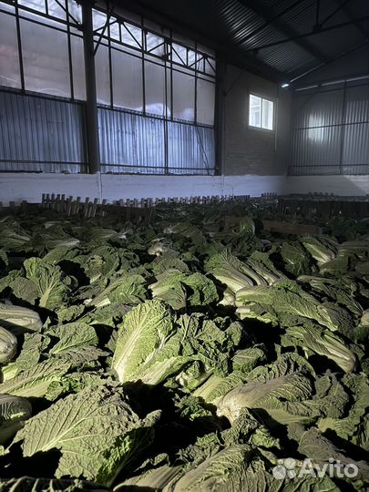 Капуста пекинская