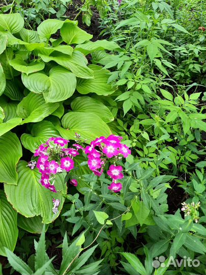 Флоксы многолетние