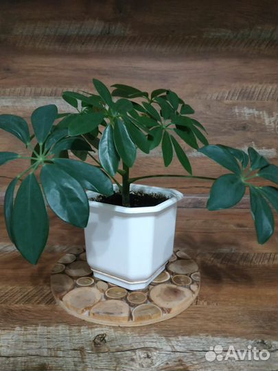 Комнатные цветы Шеффлера с горшком