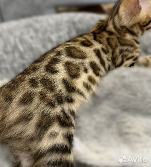 Бенгальский котенок девочка