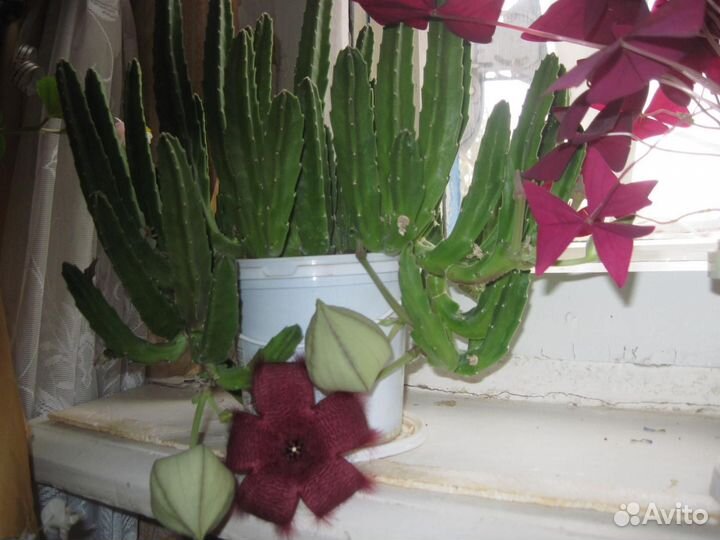 Комнатные растения цветы