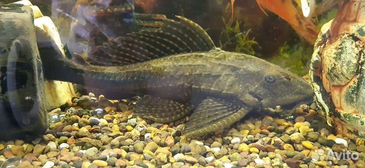 Парчевый сом