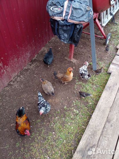 Семья кур бентамок