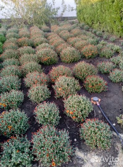 Шаровидные хризантемы