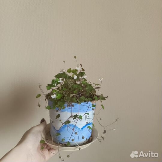 Цимбалария постенная