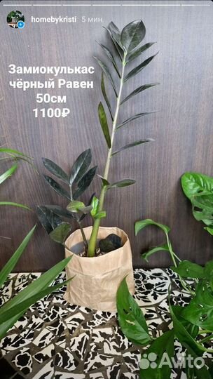 Замиокулькас черный Равен