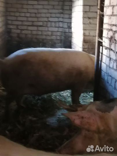 Свинина живым весом