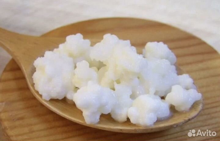 Тибетский молочный гриб