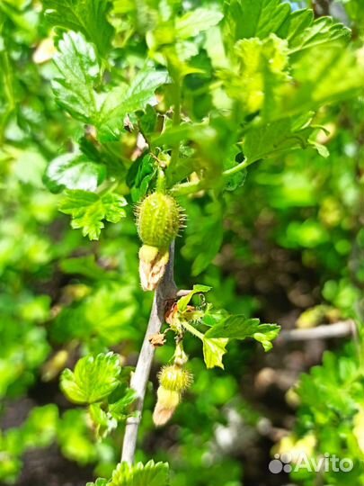 Саженцы крыжовника