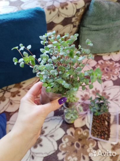 Комнатные растения